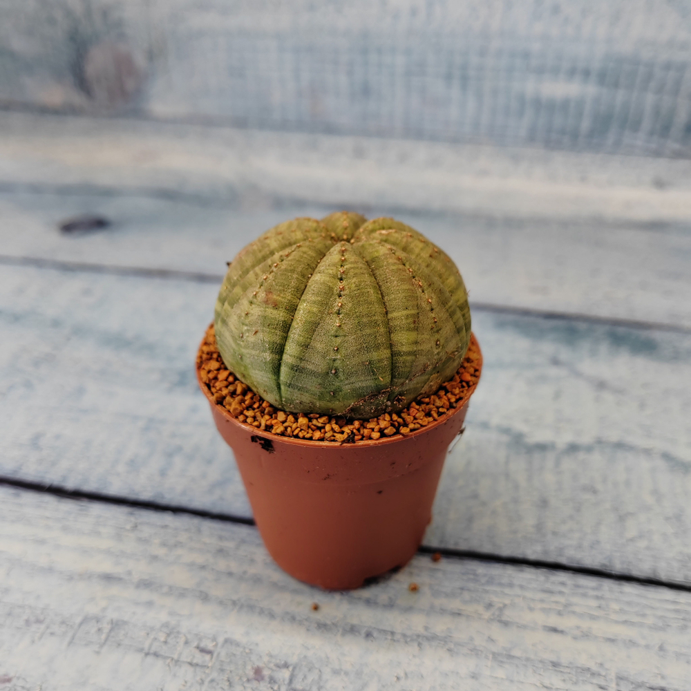 Euphoria Obesa (Эуфорбия)