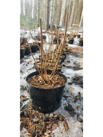 Геркулес гортензия метельчатая