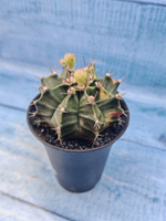 Gymnocalycium Variegata (Гимнокалициум Вариегатный)