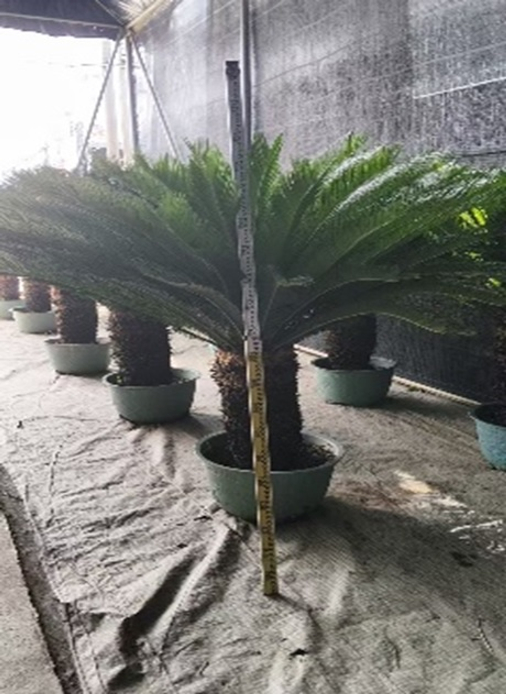 Цикас революта