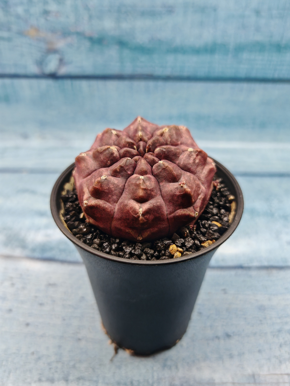 Gymnocalycium Daydream (Гимнокалициум)