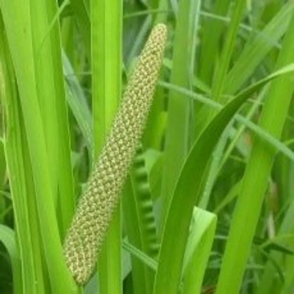 Аир (корень)