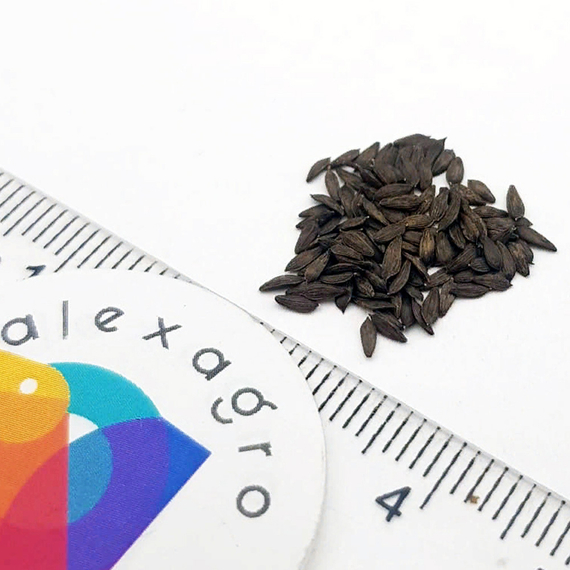 Гранд Рапидc семена салата листового (Nunhems / ALEXAGRO) семена – фото 7