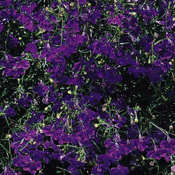 Лобелия ампельная Регата Марин Блю (100др) Витагрин Профи