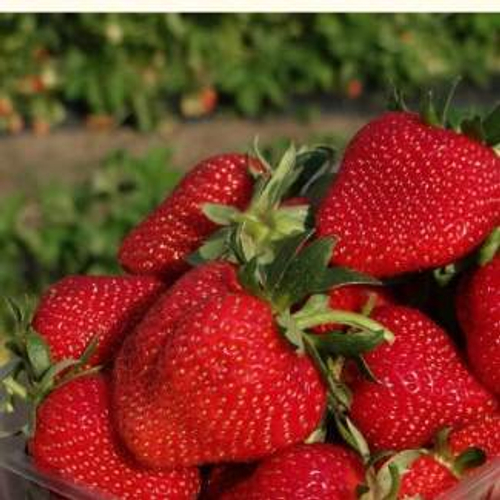 Tea (Тея). Италия