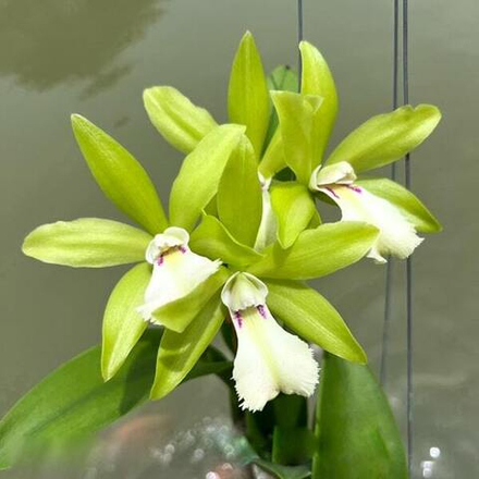 Орхидея ринхобрассолея RBY. SUWAN GREEN
