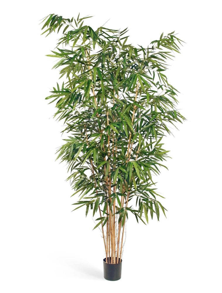Бамбук Новый Биг Лиф, в-240 см, 270 см, 300 см