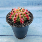 Gymnocalycium Variegata (Гимнокалициум Вариегатный)