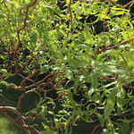 Ива вавилонская извилистая Тортуоза С2 40-60