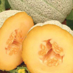 Награда семена дыни (ПОИСК)