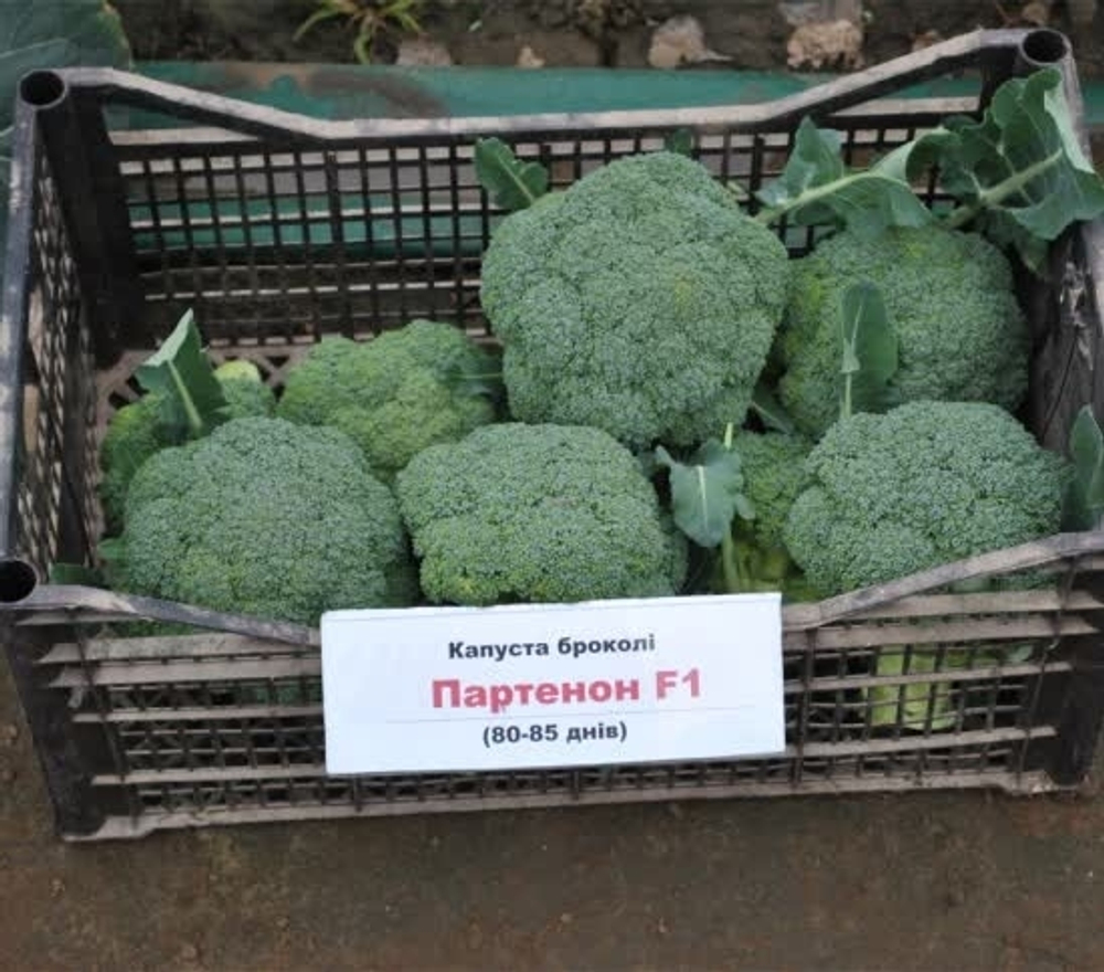 Капуста брокколи Партенон F1 10шт Мировые Семена VITA GREEN