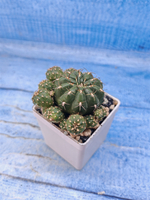 Matucana Polzii (Матукана)