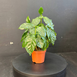 Кофейное дерево (Coffea arabica)