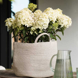 Гортензия метельчатая Литтл Рози (Hydrangea paniculata Little Rosy)