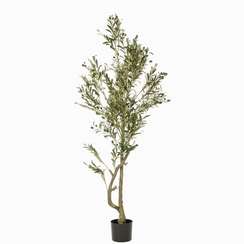 Оливковое дерево высота 172 см