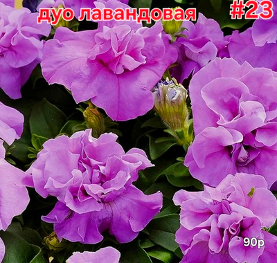 РАССАДА ПЕТУНИИ МАХРОВОЙ ДУО ЛАВАНДОВАЯ № 23