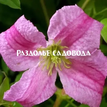 Клематис крупноцветковый Мазурек