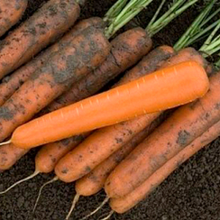 Экзелсо F1 семена моркови нантской (Vilmorin / Вильморин)