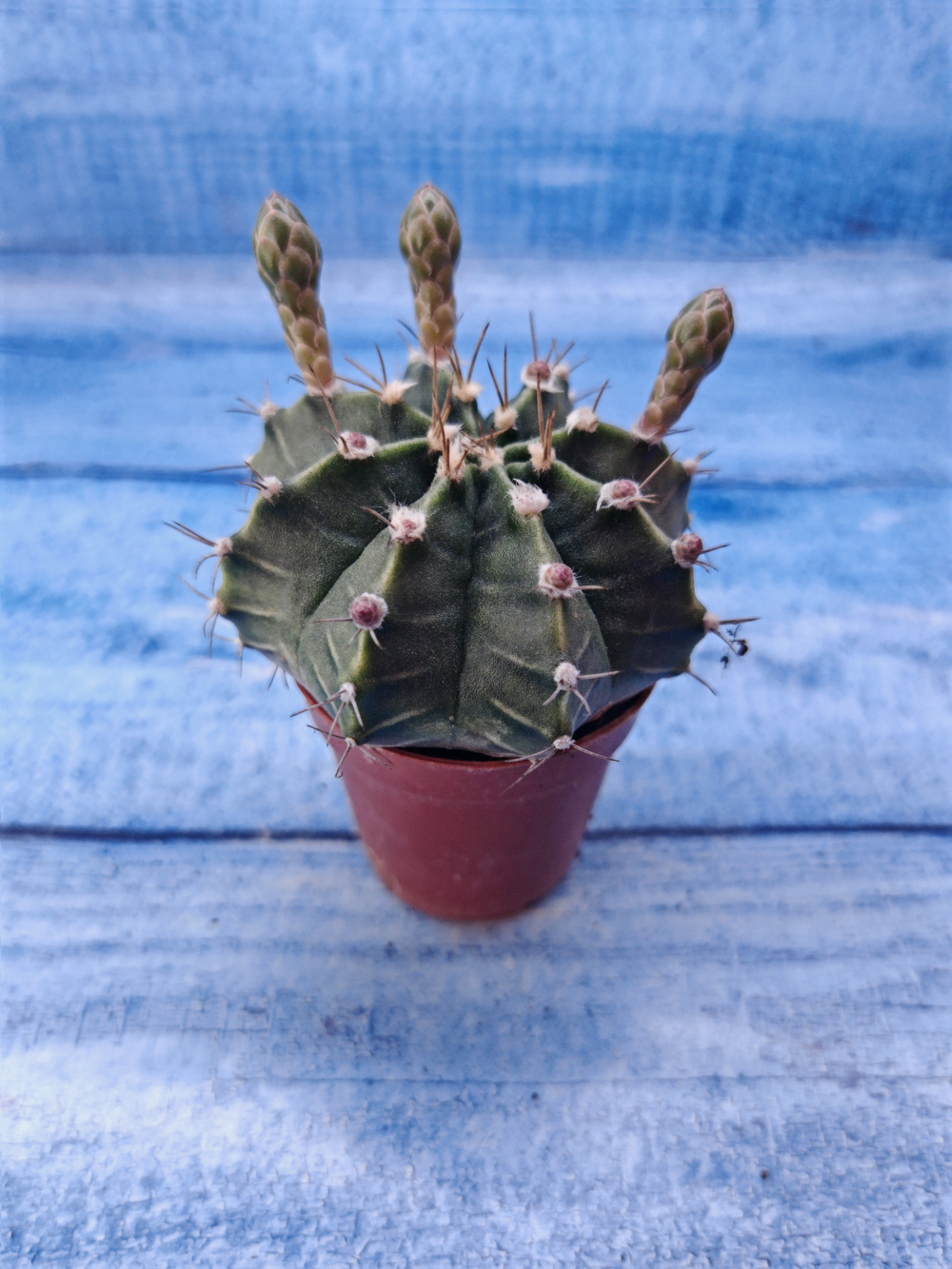 Gymnocalycium Friedrichii (Гимнокалициум)
