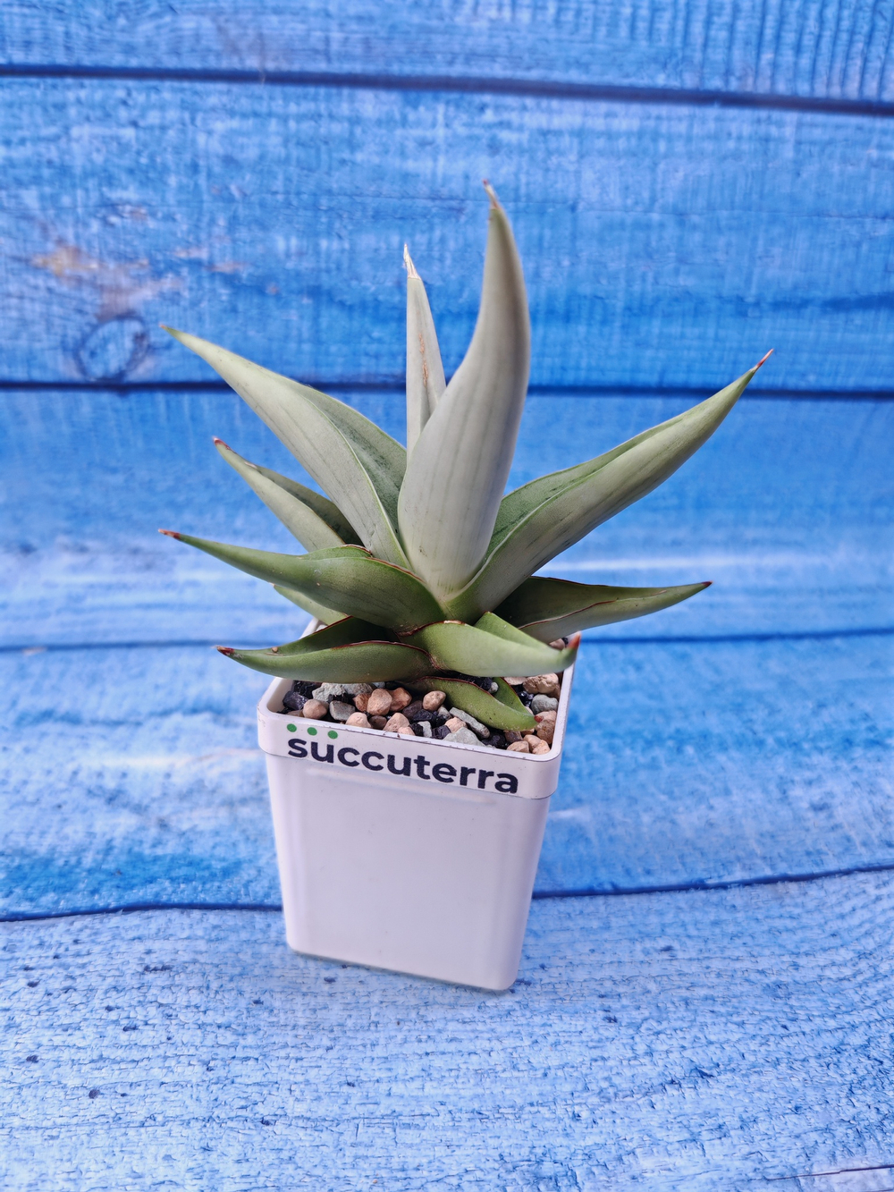 Sansevieria Chanin Crown (Сансевиерия)