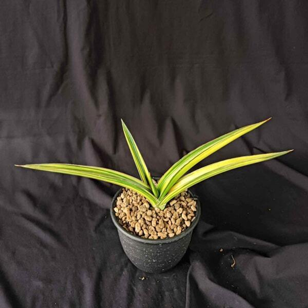 Сансевиерия ZANZIBARICA VAR