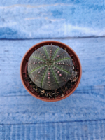 Euphorbia Obesa (Эуфорбия)