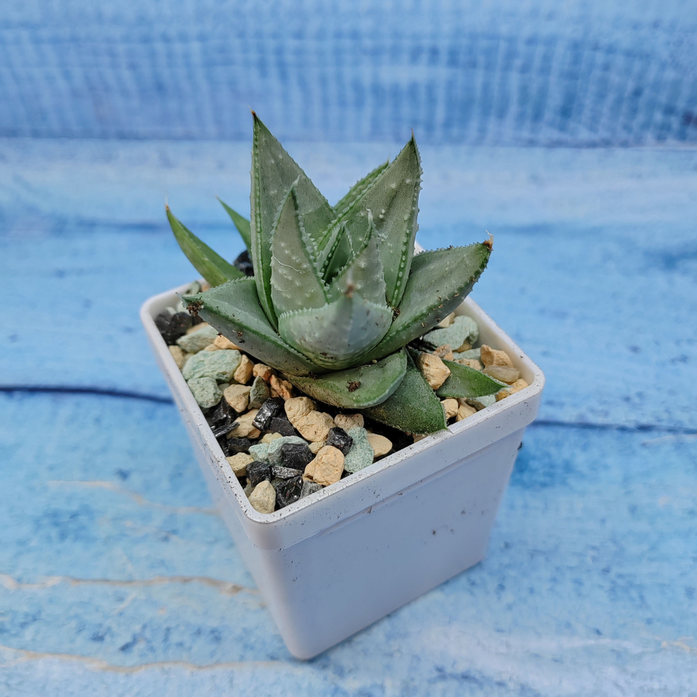 Haworthia Savanna (Хавортия)