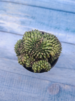 Gymnocalycium Spineless Crested form (Гимнокалициум Кристатный)