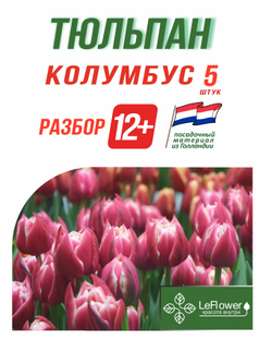 Тюльпан Луковица, Колумбус, 5 шт, разбор 12+