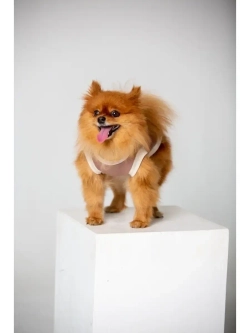 Майка для собак и кошек