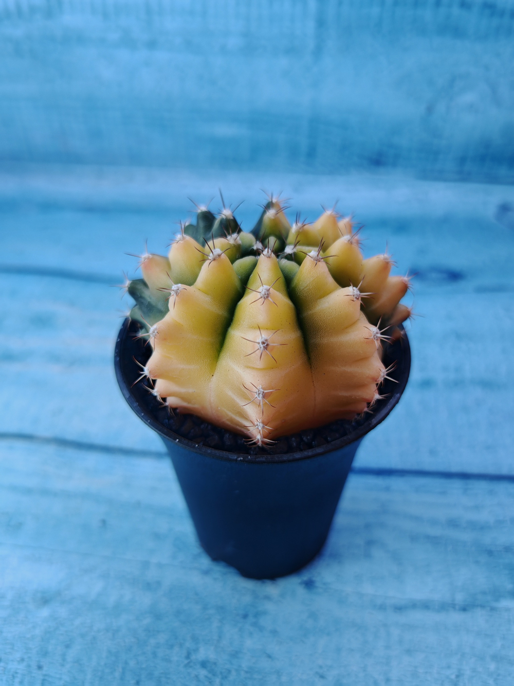 Gymnocalycium Variegata (Гимнокалициум Вариегатный)