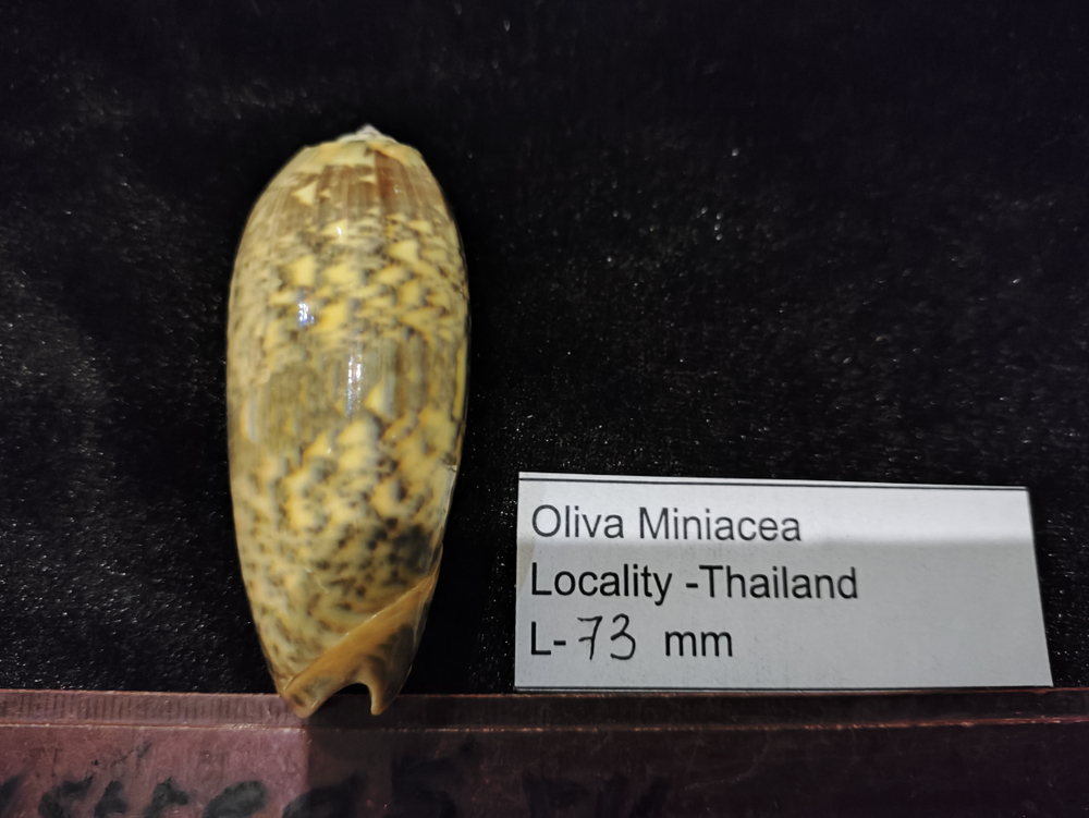 Олива Миниацея