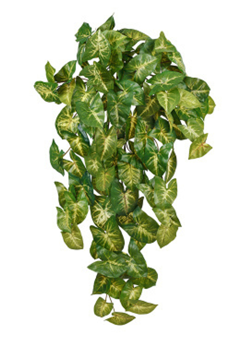 Сингониум ампельный куст 50/55