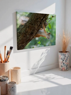 Картина на стену 40 X 50 Белка