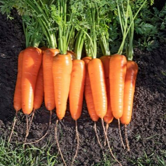 Коралина F1 семена моркови курода/шантане (Takii / Таки) продукт – фото 2