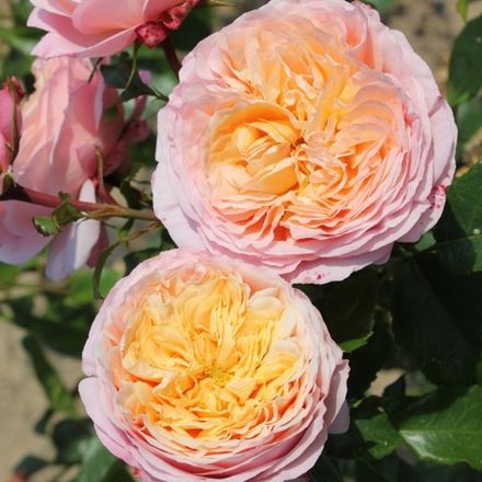 Домен де Шантильи (Domaine de Chantilly)