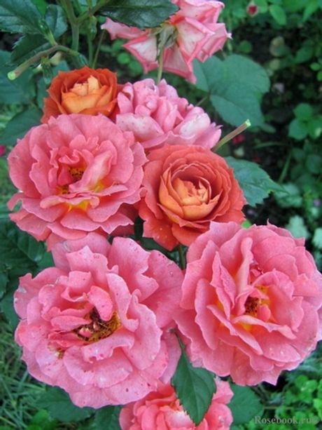 Ирис Вэбб (Iris Webb)