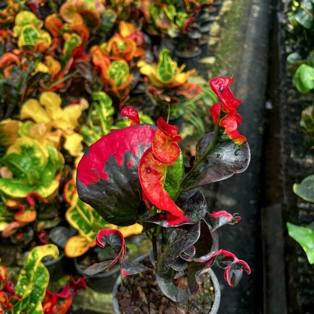 Кротон SIAM RUBY