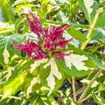 Граптофиллум расписной – Graptophyllum pictum silver