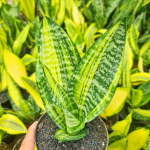 Сансевиерия FUTURA STRIATA