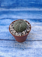 Euphorbia Obesa (Эуфорбия)