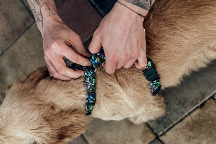 Волк х Kakogochorta