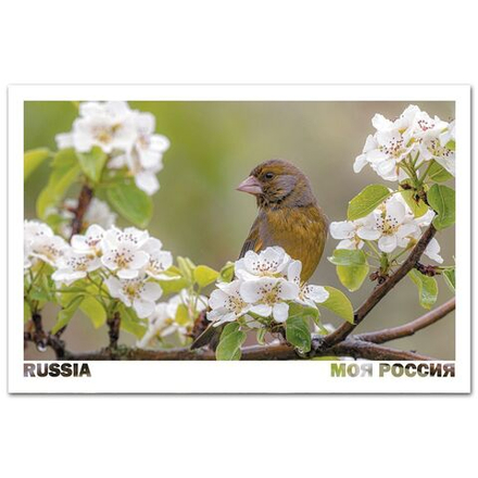 Зеленушка в саду, Московская область