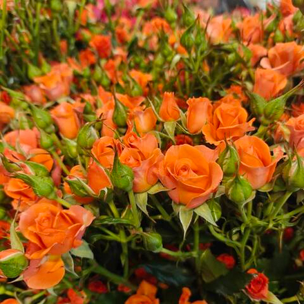 Алегрия 50 см (кустовая)