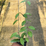 Хойя CALLISTOPHYLLA