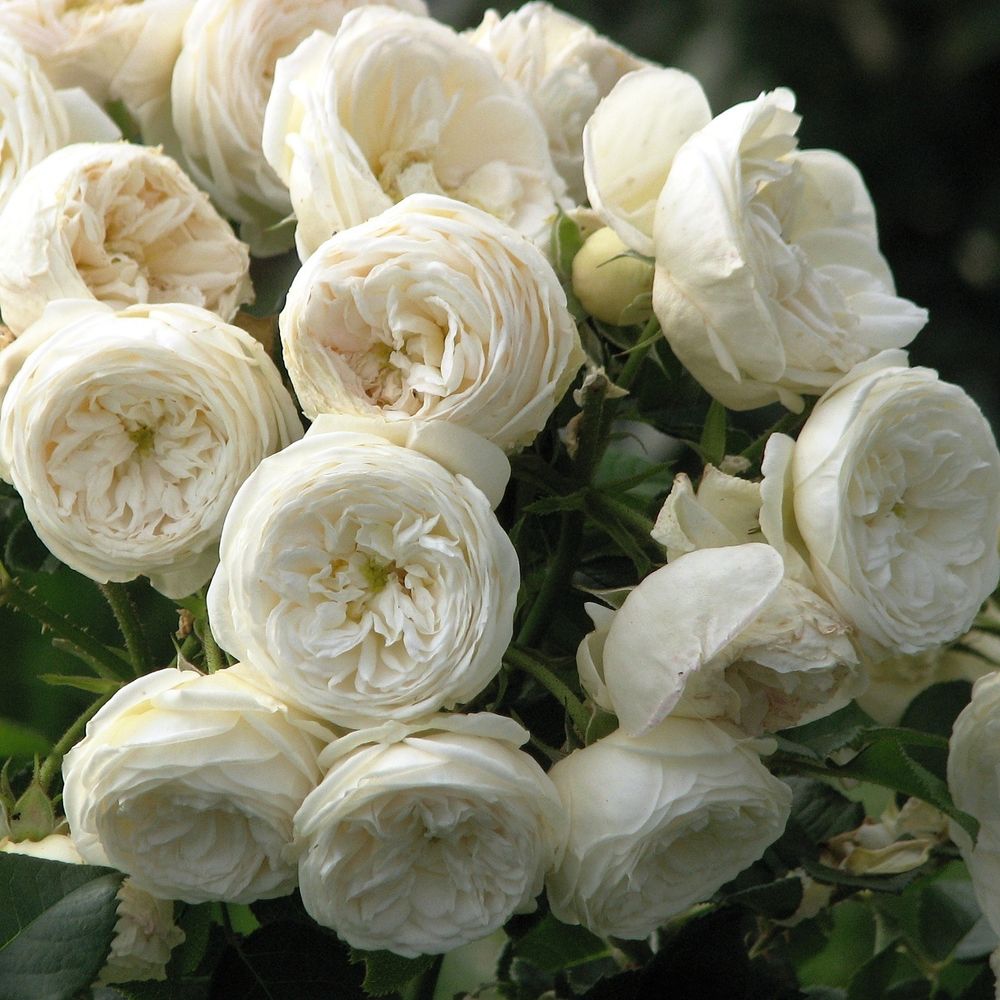 Артемис (Artemis)