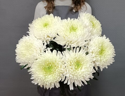 Букет из 7 хризантем Антонов