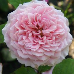 Вильям Кристи (William Christie)