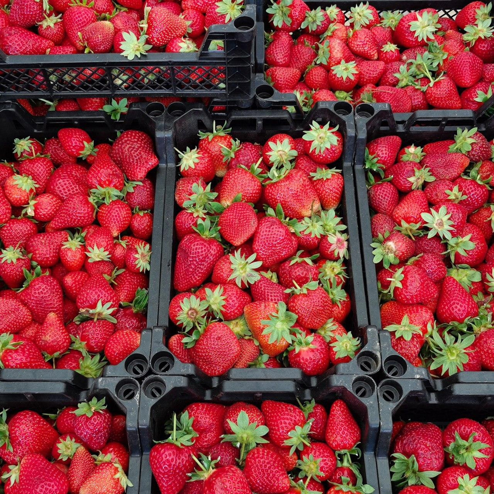 Ящик Клубники