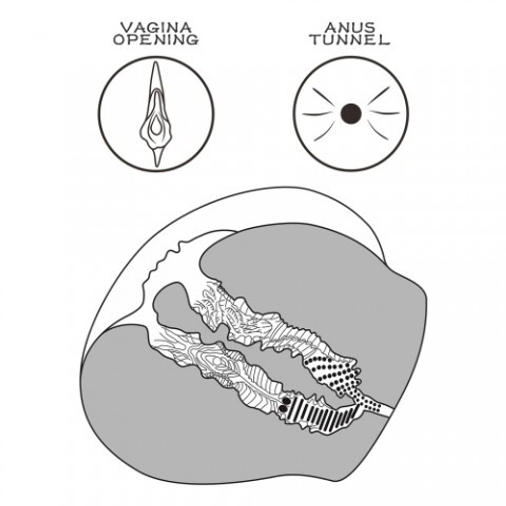 Двойной мастурбатор Streetgirl's в виде попы и вагины телесный № 12